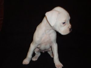 Boxer Dog Named Sophie