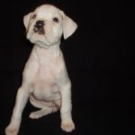 Boxer Dog Named Sophie