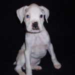 Boxer Dog Named Sophie