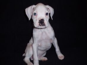 Boxer Dog Named Sophie