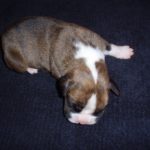 Boxer Dog Named Storm