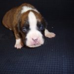 Boxer Dog Named Storm