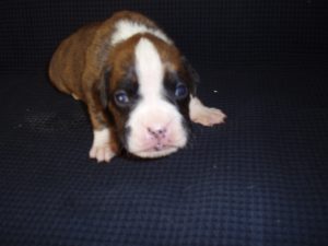 Boxer Dog Named Storm