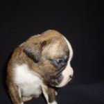 Boxer Dog Named Storm