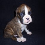 Boxer Dog Named Storm