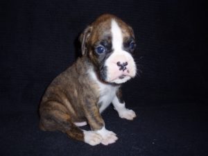 Boxer Dog Named Storm
