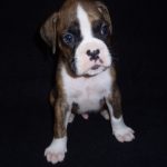 Boxer Dog Named Storm
