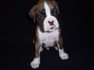Boxer Dog Named Storm