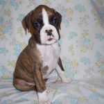 Boxer Dog Named Storm