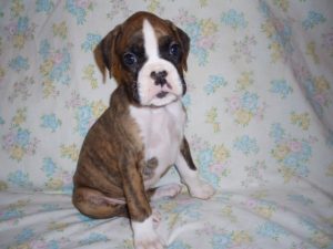 Boxer Dog Named Storm