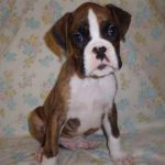 Boxer Dog Named Storm