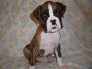 Boxer Dog Named Storm
