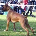 Boxer Dog Named Krékker Dante