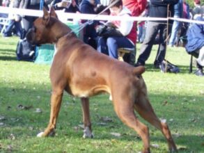 Boxer Dog Named Krékker Dante