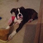 Boxer Dog Named Thor