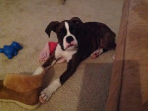 Boxer Dog Named Thor