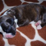 Boxer Dog Named Thor