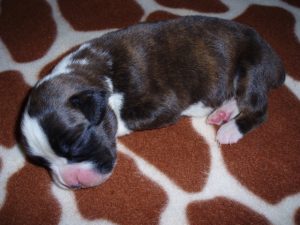 Boxer Dog Named Thor