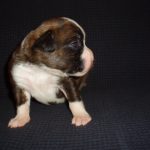 Boxer Dog Named Thor