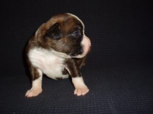 Boxer Dog Named Thor