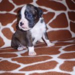 Boxer Dog Named Thor