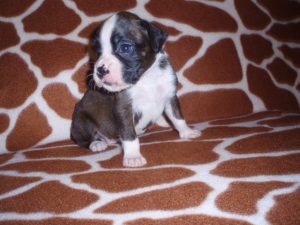 Boxer Dog Named Thor
