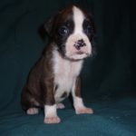 Boxer Dog Named Thor