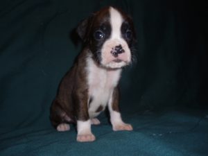 Boxer Dog Named Thor