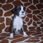 Boxer Dog Named Thor
