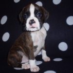 Boxer Dog Named Thor
