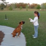 Boxer Dog Named Tucker
