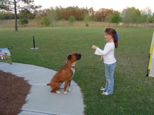 Boxer Dog Named Tucker