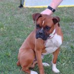 Boxer Dog Named Tucker