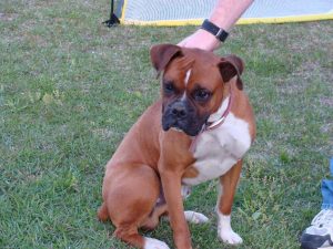 Boxer Dog Named Tucker
