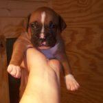 Boxer Dog Named Tucker