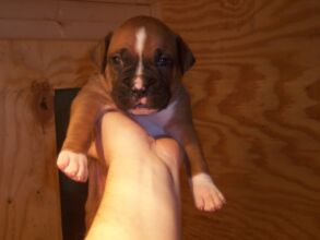 Boxer Dog Named Tucker