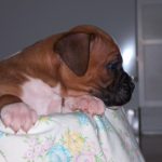 Boxer Dog Named Tucker