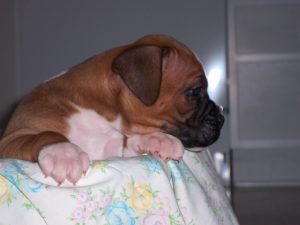Boxer Dog Named Tucker