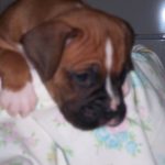 Boxer Dog Named Tucker