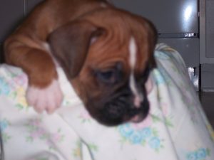 Boxer Dog Named Tucker