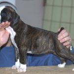 Boxer Dog Named Yola