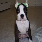 Boxer Dog Named Yola