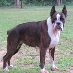Boxer Dog Named Yola