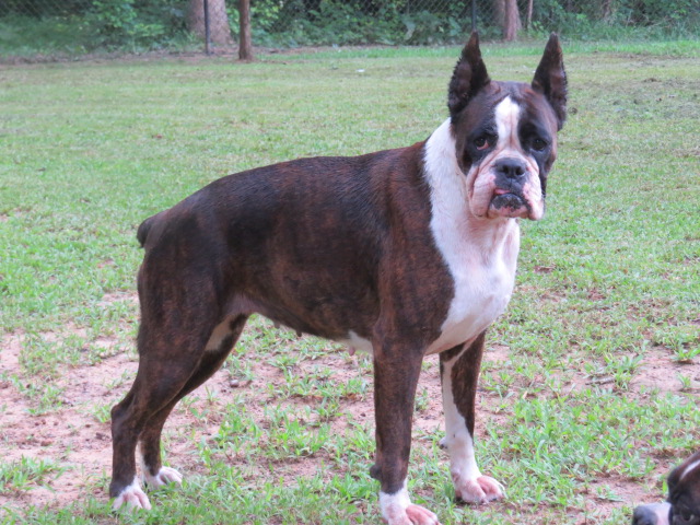 Boxer Dog Named Yola