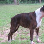 Boxer Dog Named Yola