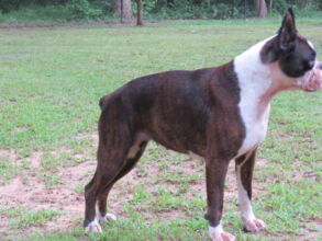 Boxer Dog Named Yola