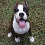 Boxer Dog Named Yola