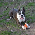 Boxer Dog Named Yola