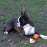 Boxer Dog Named Yola