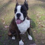 Boxer Dog Named Yola